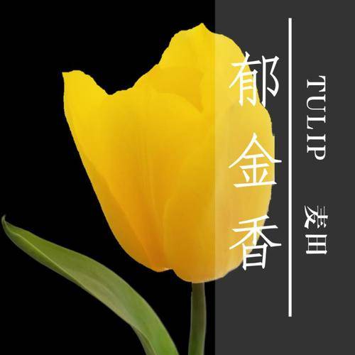 方德郁金香麦田