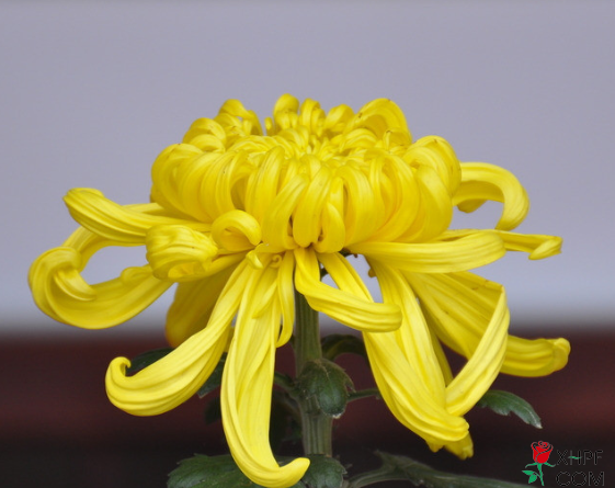 大黄色菊花