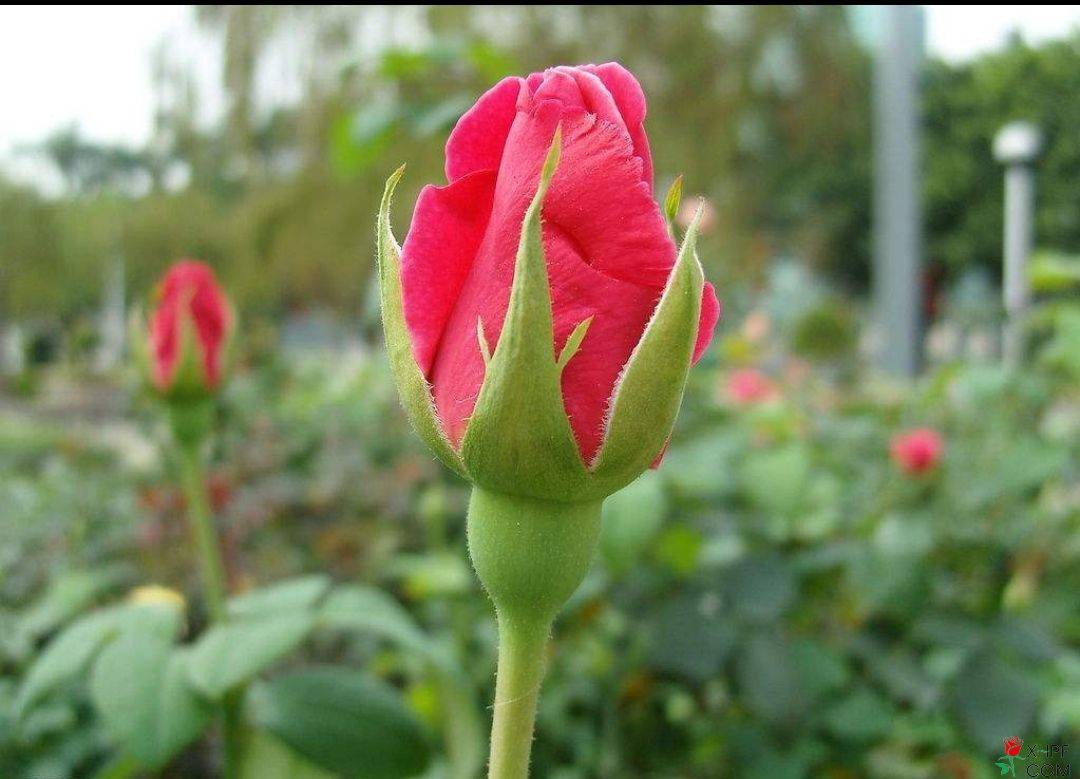 外形漂亮的玫瑰花