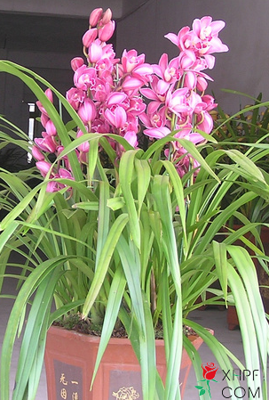 大花蕙兰栽培技术 鲜花批发 大花蕙兰栽培技术 鲜花批发