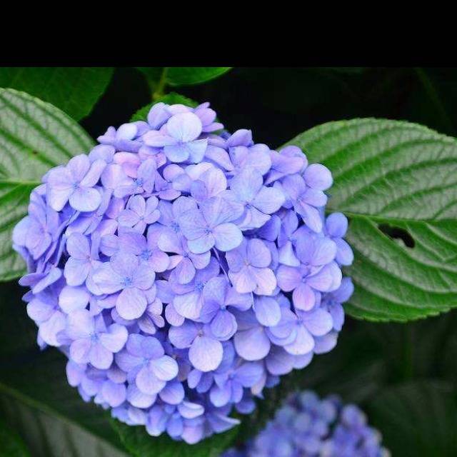 绣球蓝紫