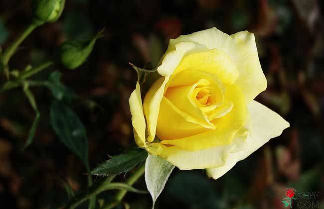 黄玫瑰的寓意(黄玫瑰的寓意和象征意义是什么)
