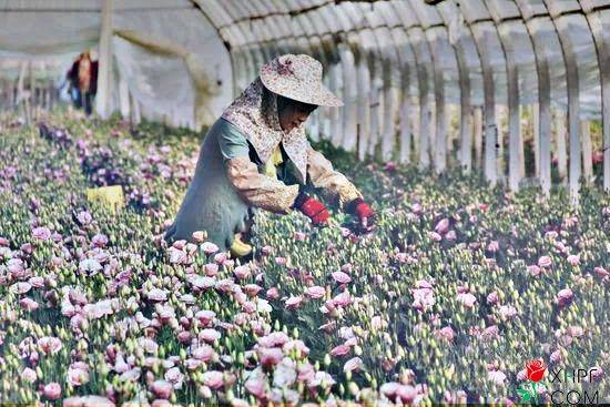 “护花使者”昆明亚洲最大的鲜花种植
