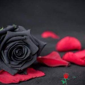 黑色玫瑰花