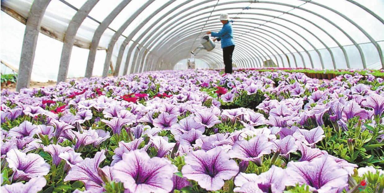 花卉产业的发展趋势有哪些？